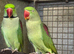 Pairs of alexandrines