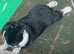 Rex mini lop mix