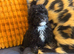 Toy poodle male/ boy puppy