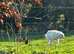 Pedigree Maremma Puppies
