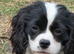 7mths old black and white