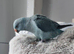 Male Blue Ringneck