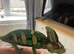 Male veiled chameleon including setup