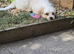 Adorable Male Cavapoo x Bichon Frise Puppy (Cavachon)