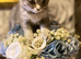 BSH x kittens