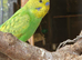 Budgies available 8 weeks old