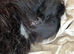 Two kittens needing to go