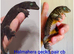 Pine island pi chahoua, leachianus and halmahera geckos