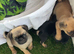 Gorgeous Pug Puppies