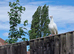 White pigeon for sale
