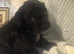 Cockapoo x Shihpoo
