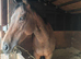 15hh 5yo gelding