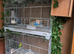 Breeding cages