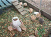 Quails, hatching eggs and chicks for sale