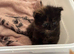 Ragdoll cross babies ready 20/8