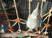 8 Month old cinnamon pied cockatiel