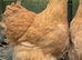 Buff Orpington Hens X 4