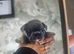 French bull dog puppies for sale