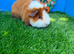 Pair of Teddy Guinea Pig Boys