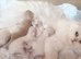 BEAUTIFUL DOLL FACE FULL PERSIAN LONG HAIR KITTEN