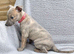 KC reg - Blue Brindle Boy