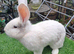 PURE Continental Giants - White Eared - Vaccinated NOBIVAC 3 in 1 READY NOW