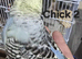 3 budgies
