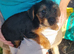 Yorkshire terrier puppies for sale