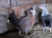 Lovely silver Sussex and many other breed chickens, point of lay