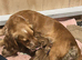 2 KC registered working Cocker Spaniel boys.