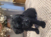 Beautiful jackapoo puppies