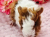 4 sows available