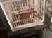 2 finch cages
