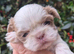 Shih Tzu girls for sale