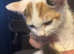 Beautiful kittens for sale
