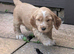 Cocker spaniel puppies for sale