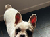 The sweetest 6m frenchie pup in need of a home