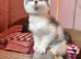 Beautiful little kittens looking for forever homes