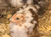 Bantam chicks for sale