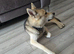 Male Husky for sale
