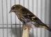 Mutation British Birds (Goldfinch, Redpoll & Siskins)