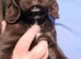 SPROCKER (ENGLISH SPRINGER X COCKER SPANIEL) PUPS