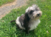 Stunning  miniature sheepadoodle boys