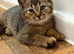 Kittens ready for new home