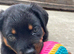 Last available Pup