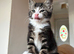 Tabby and White Fluffy American Shorthair Male Kitten