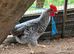 2 X cockerel for sale