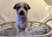 Girl & boy chihuahua puppies for sale