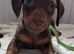 Dachshund