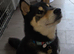 Shiba Inu Male